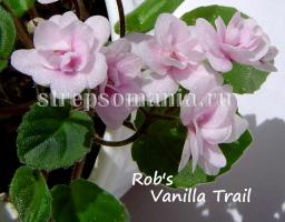 фиалка Rob's Vanilla Trail