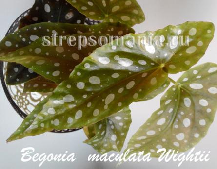 Бегония maculata Wightii