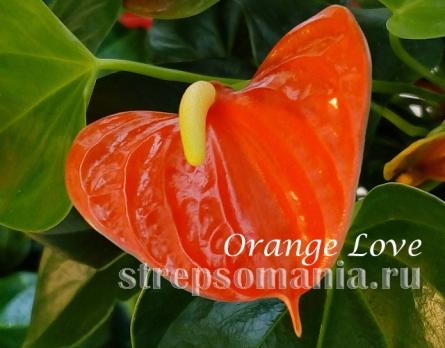 Антуриум Orange Love