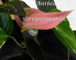 Антуриум Anthedesia Pink