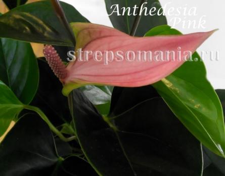 Антуриум Anthedesia Pink