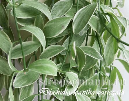 Дисхидия ioantha variegata