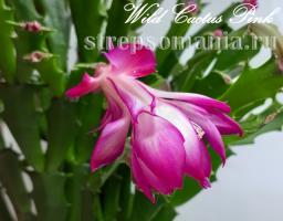 Шлюмбергера Wild Cactus Pink