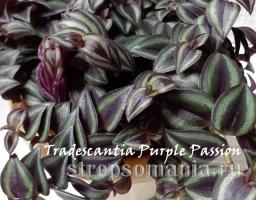 tradescantia purple passion