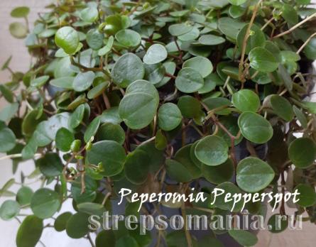 Пеперомия pepperpot