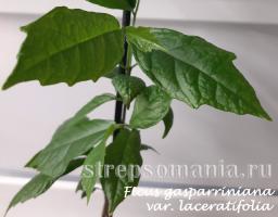 Фикус gasparriniana var. laceratifolia