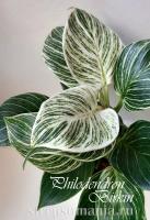 Филодендрон Биркин. Philodendron Birkin